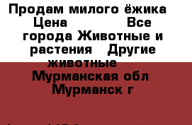 Продам милого ёжика › Цена ­ 10 000 - Все города Животные и растения » Другие животные   . Мурманская обл.,Мурманск г.